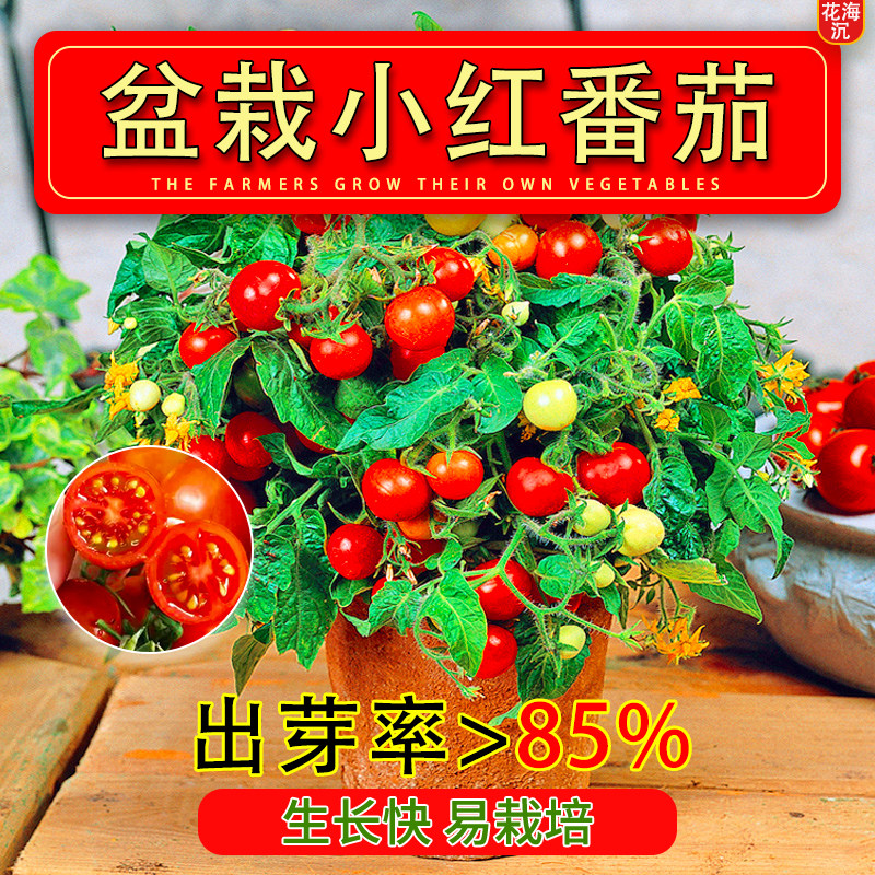 矮生小番茄种子盆栽秋冬季西红柿圣女果种籽菜籽蔬菜种子水果番茄
