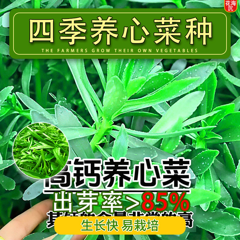高钙养心菜种子四季高产可食用救心菜种子多茬野菜蔬菜种子养心菜
