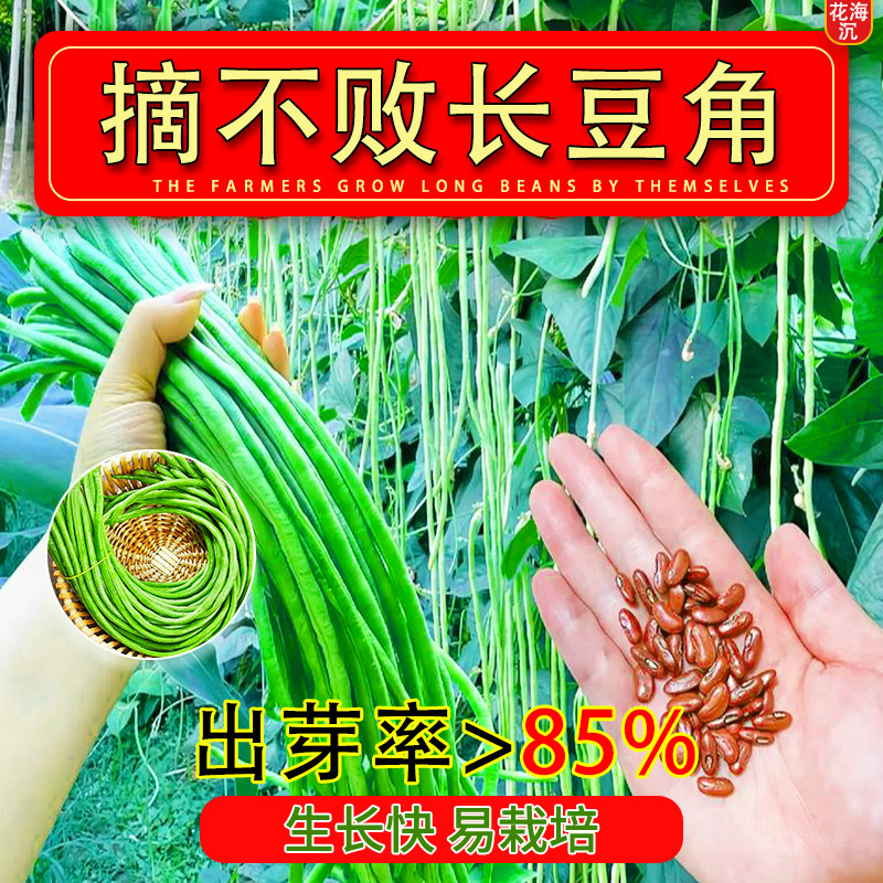 长豆角种子四季压塌架小五叶特长豇豆种籽庭院爬藤一点红蔬菜种孑