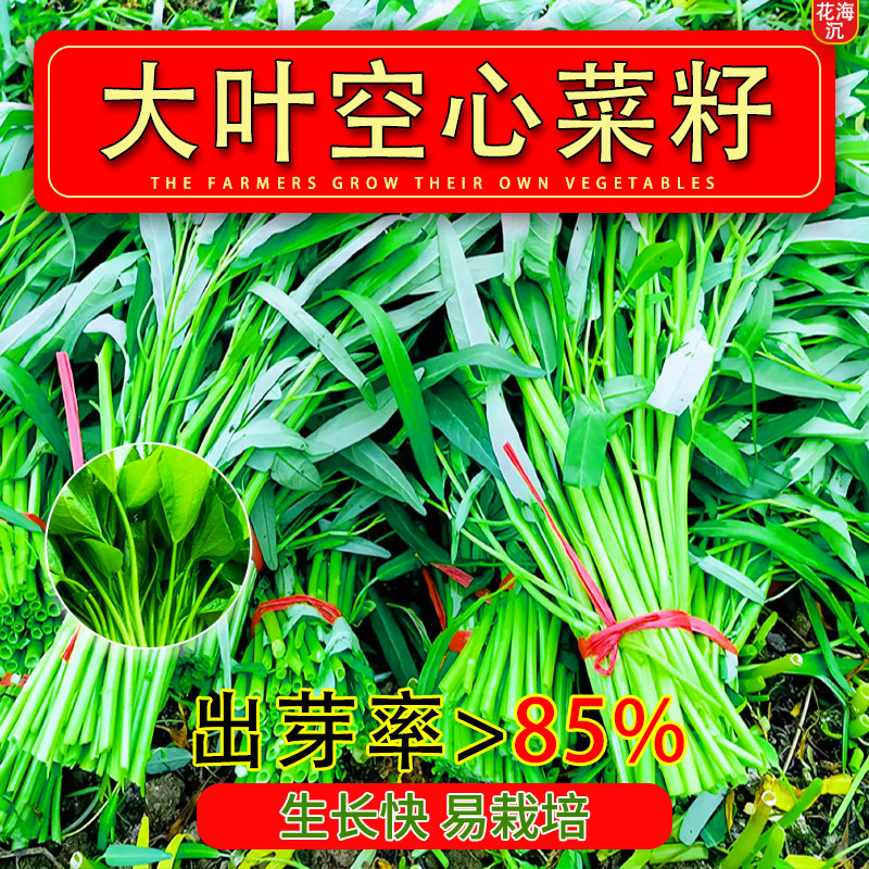 大叶空心菜种籽四季水培蔬菜种子阳台种植大叶柳叶叶通心菜苗种孑