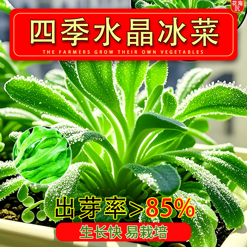 冰菜种子冰晶冰菜种籽阳台盆栽家庭小院蔬菜四季耐热耐寒冰草籽种
