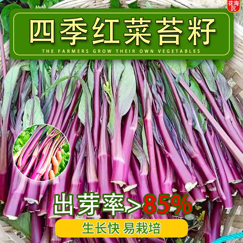 红菜苔蔬菜种子菜心十月红紫菜苔红菜苔家庭种植四季阳台庭院易播