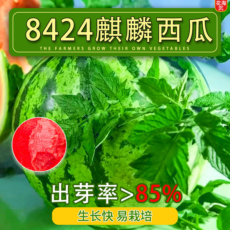 8424麒麟无籽美都西瓜种籽大全种子水果瓜果苗小南方蔬菜苗秧种孑