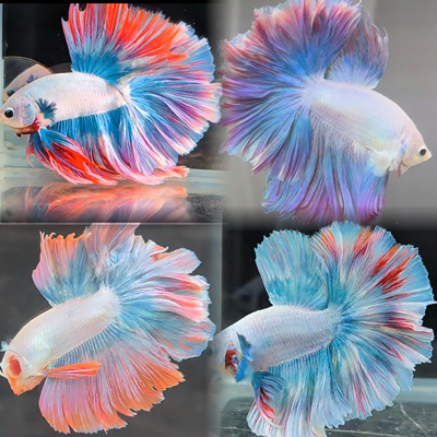 曼尾纱泰国斗鱼观赏鱼热带淡水小型金鱼缸耐活体好养宠物高端半月