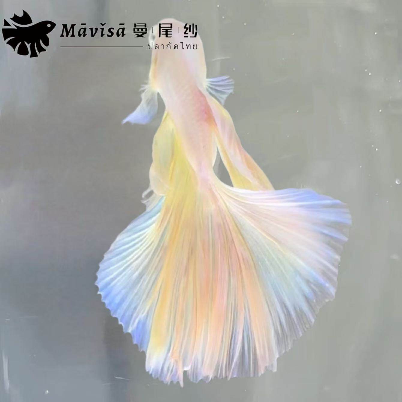 曼尾纱泰国斗鱼婚纱鱼小型活体宠物热带淡水观赏鱼金鱼缸好养耐活