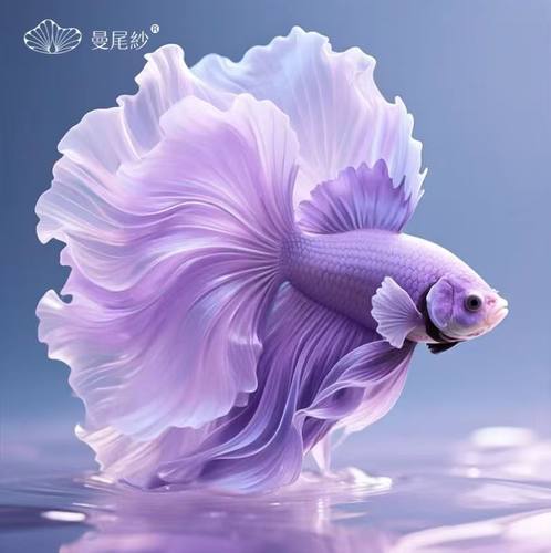 曼尾纱泰国高端半月斗鱼热带淡水观赏活鱼自来水耐活家养小型宠物