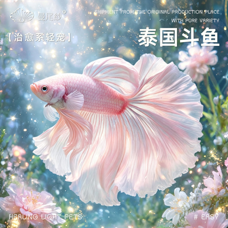 曼尾纱泰国斗鱼热带观赏鱼缸家养小型宠物sss级半月耐活淡水鱼苗