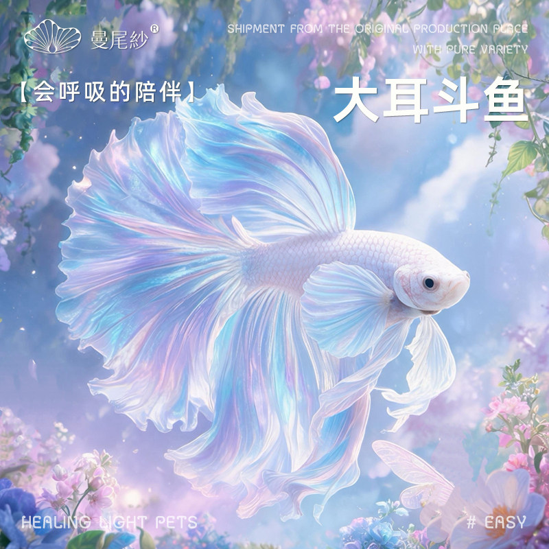 曼尾纱泰国斗鱼观赏鱼小型鱼缸热带淡水好养金鱼苗大耳半月婚纱鱼