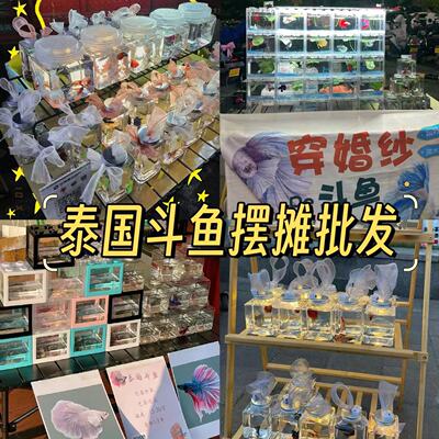 泰国斗鱼观赏鱼苗金鱼热带好养耐活体小型鱼缸半月摆摊淡水婚纱鱼