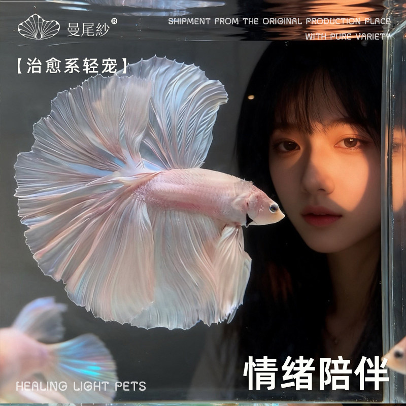 曼尾纱泰国斗鱼热带观赏金鱼小型宠物半月淡水鱼好养耐活儿童礼物