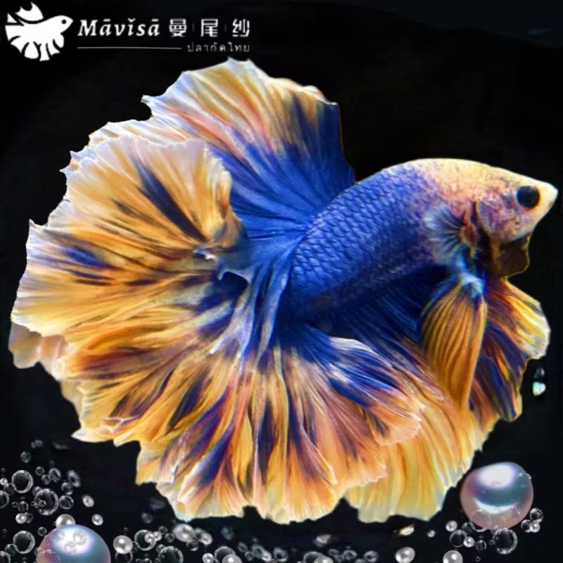 泰国斗鱼观赏淡水鱼有水就能活