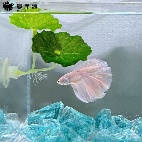 斗鱼专用休息躲避产卵叶