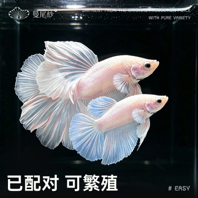 曼尾纱泰国斗鱼观赏鱼苗热带淡水鱼家养小型宠物精品半月耐活好养