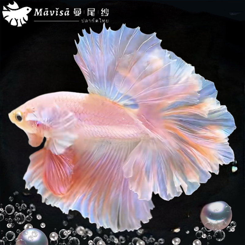 曼尾纱泰国斗鱼观赏鱼苗小型宠物好养耐活体热带淡水半月婚纱鱼缸