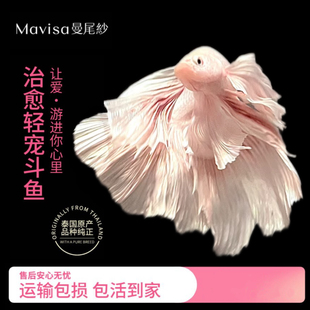 曼尾纱泰国斗鱼观赏鱼苗活体小型宠物热带淡水半月婚纱鱼好养耐活