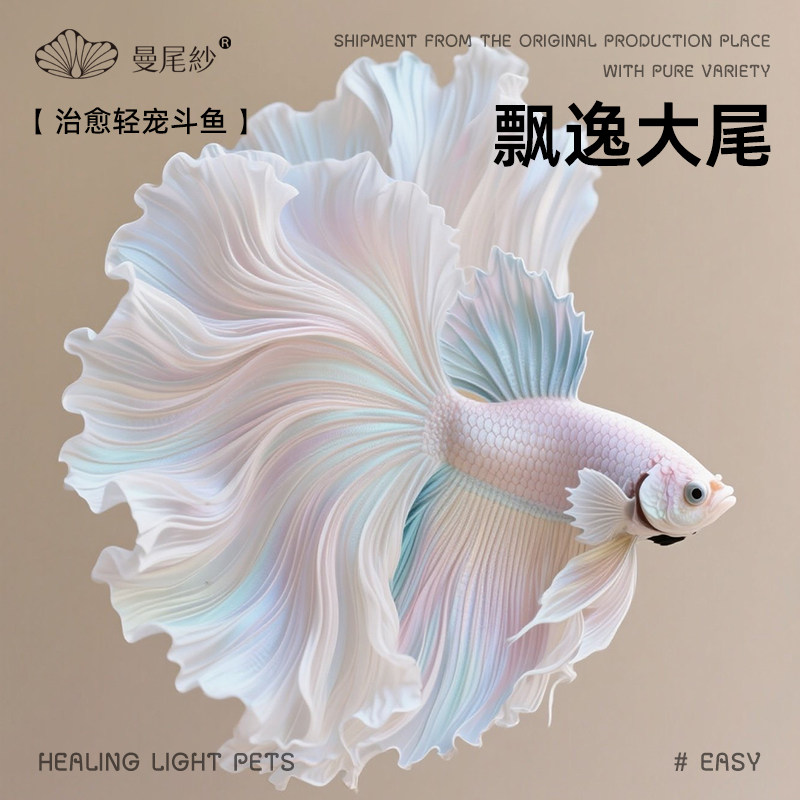 曼尾纱泰国斗鱼观赏鱼苗热带淡水鱼半月好养耐活体小型宠物婚纱鱼,宠物/宠物食品及用品,鱼,淘宝优惠券,粉丝福利购,淘宝优惠卷