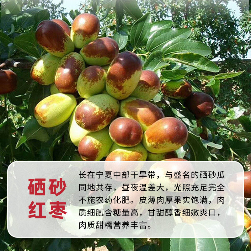 新货宁夏硒砂红枣特级枣子食品一级大枣300g袋装整箱
