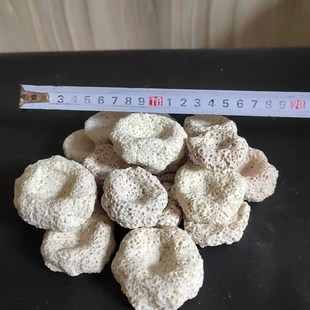 海水珊瑚繁殖基座 软体硬骨sps纽扣断枝底座 蜂窝高温烧制透水