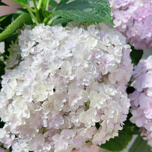 新品绣球沙冰花列车明镜止水卷卷  盆栽小苗 植物 盆栽阳台庭院