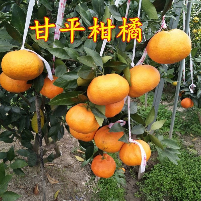 新品种甘平柑橘苗柑桔嫁接苗四川果苗限售甘平树苗庭院果树包成活