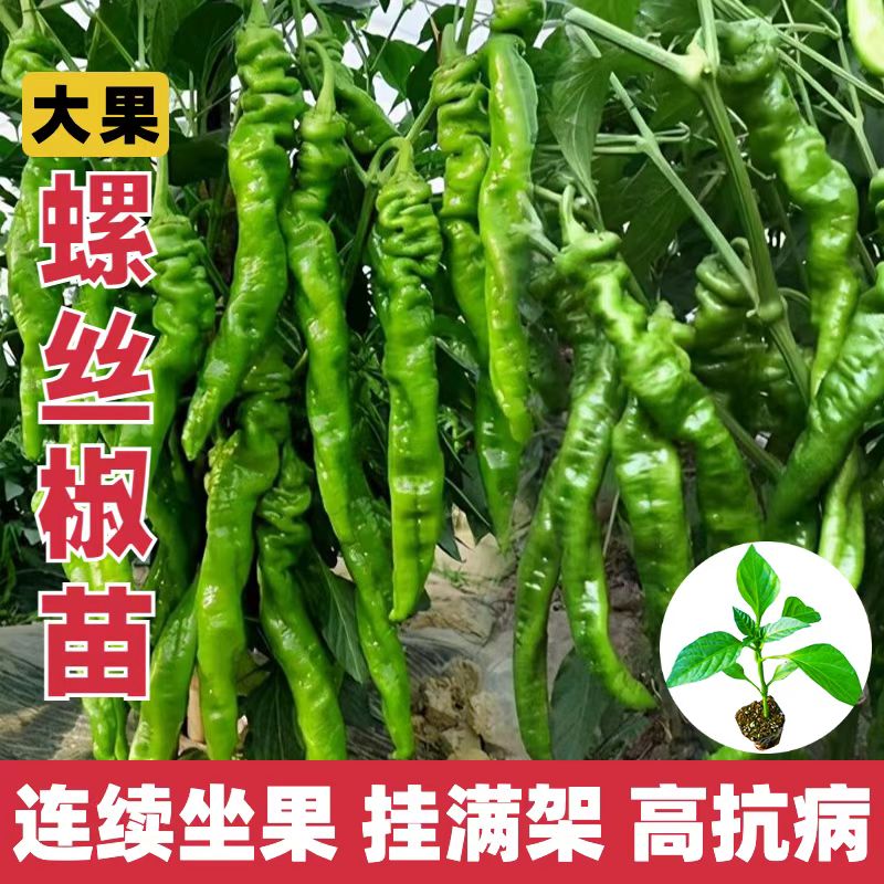 螺丝椒苗大果螺丝椒秧苗高产香辣螺丝椒苗螺旋辣椒苗四季辣椒苗秧