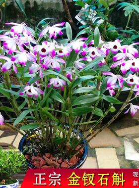金钗石斛 花期长 紫色花 盆栽大小斤苗板植兰花花卉绿植一斤 能吃
