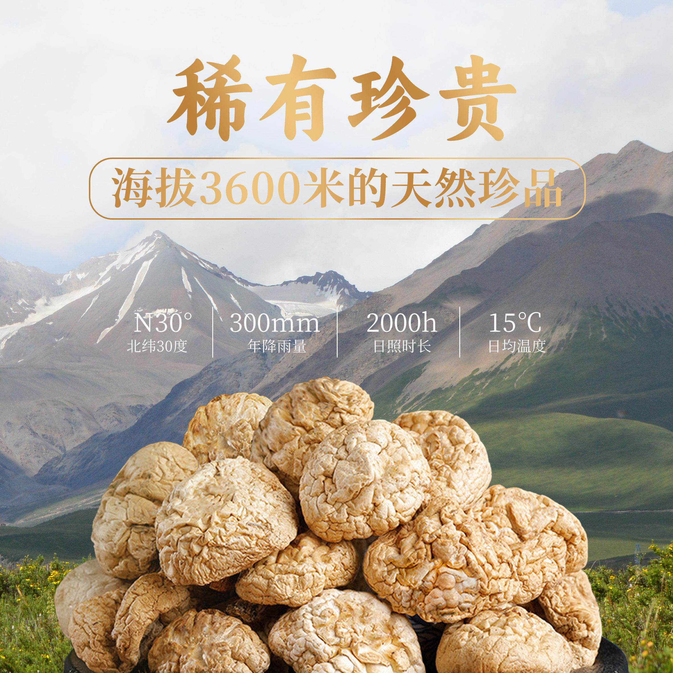 青海祁连山特产野生黄菇干 干黄蘑菇野生菇菌皇菇QIV货子蘑菇香丁