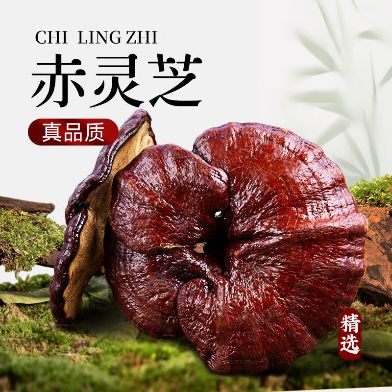 赤灵芝整朵500g装长白山野