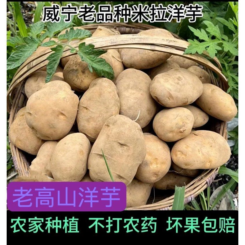 贵州威宁老品种米拉洋芋新鲜土豆现挖黄心洋芋土豆农家肥马铃薯