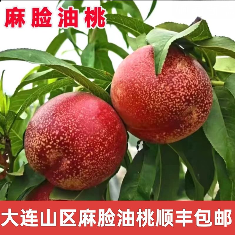 大连山区黄虎皮麻脸离核黄心油桃丑桃脆甜多汁礼盒装