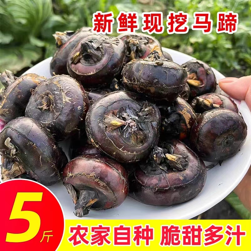 农家广西荔浦大果红马蹄荸荠脆甜中果地脆栗梨当季水果新鲜即食