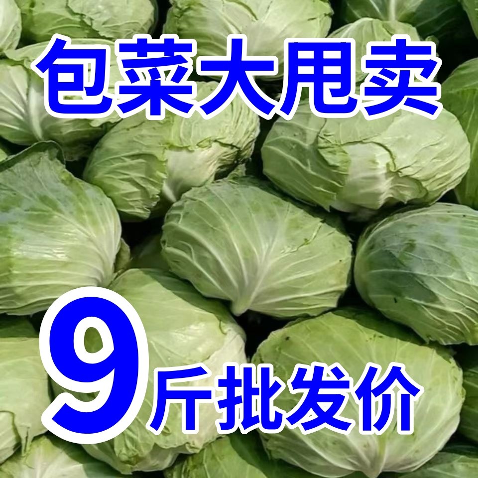 扁包菜新鲜现摘蔬菜圆绿甘蓝卷心菜莲花白菜现摘现发平包心菜批发