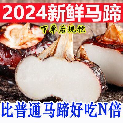 新鲜马蹄农家自种荸荠地栗当季小果孕妇水果脆甜多汁现挖发批发价