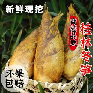 广西桂林新鲜冬笋大竹笋现挖鲜笋野生冬笋蔬菜带壳楠毛竹笋脆甜