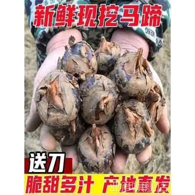 正宗湖北新鲜马蹄10斤荸荠当季水果栗梨农家自种脆甜小饽荠蔬菜整