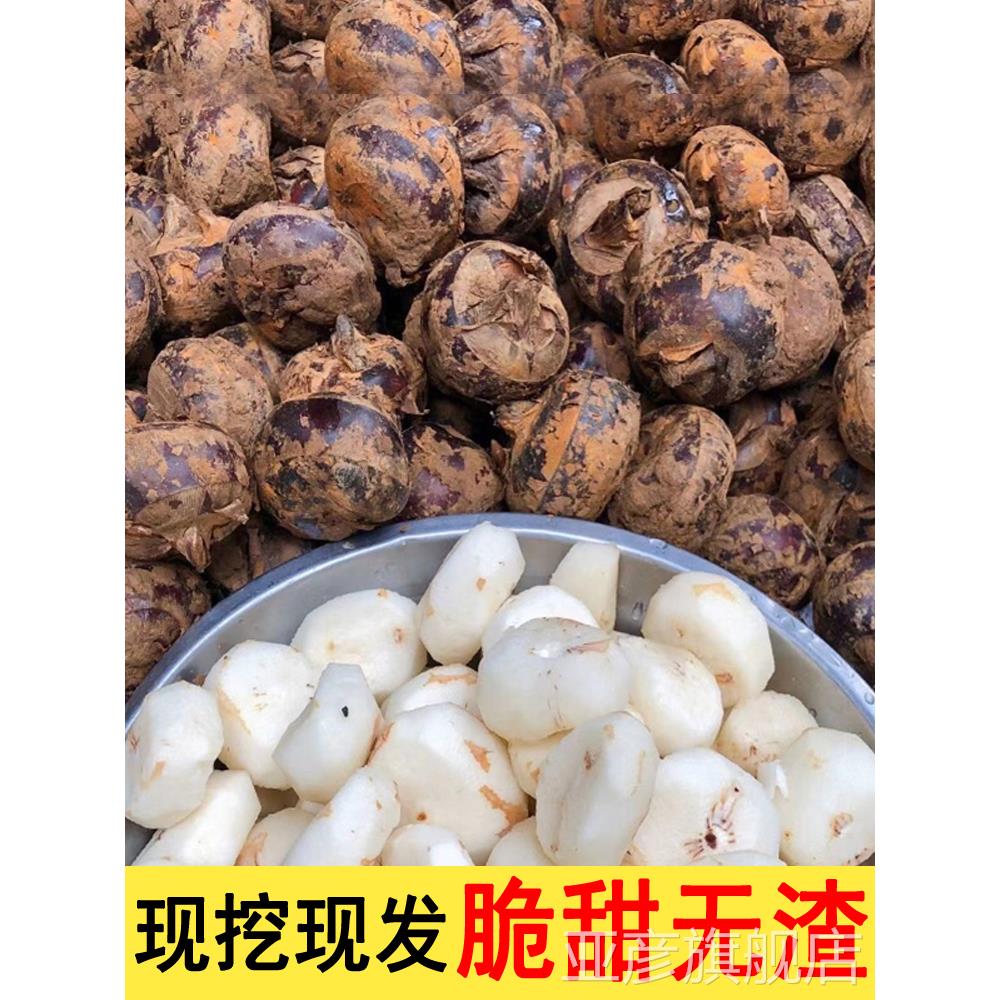 正宗马蹄荸荠新鲜5斤应当季水果蔬菜现挖马蹄莲脆地栗梨饽荠中果