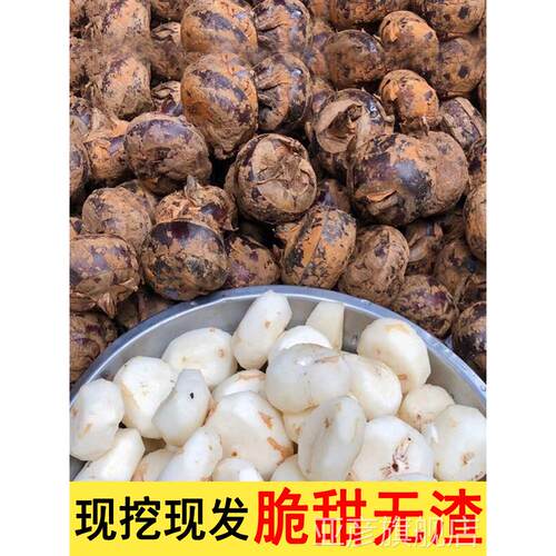 正宗马蹄荸荠新鲜5斤应当季水果蔬菜现挖马蹄莲脆地栗梨饽荠中果
