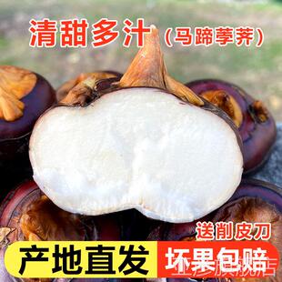 正宗现挖湖北毛李特产新鲜中个红马蹄荸荠地栗地梨农家水果蔬菜5