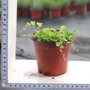 多年生草本植物 马蹄金苗 银瀑 金钱草 可做绿化垂吊植物 绿瀑