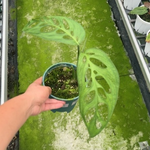 ME巨洞龟背竹薄荷仙洞锦盆栽室内客厅办公室桌面绿植天南星科网红