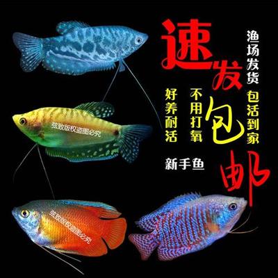 七彩神仙鱼苗好养的观赏鱼耐活冷水淡水不打氧耐活鱼混养小型曼龙