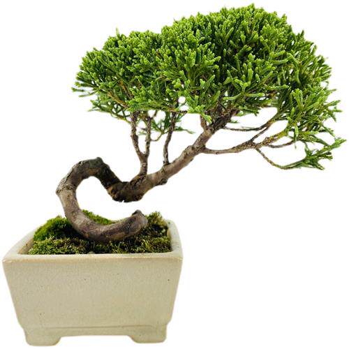 济州真柏盆景纪州微型小品素材老桩室内阳台庭院景观四季常青盆栽