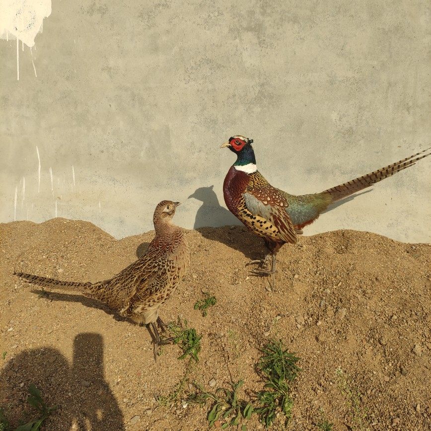 标本山鸡标本雉鸡标本模型教学道具家装摆件真羽毛七彩鸡标本