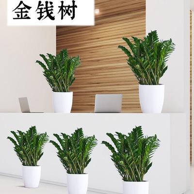 室内金钱树花卉盆栽植物客厅大型绿植电视柜旁边好养旺宅摇钱树