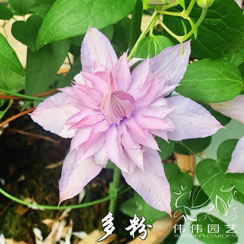 伟伟园艺 新品铁线莲多粉 重瓣如梦多花矮生晚花庭院阳台新品大促