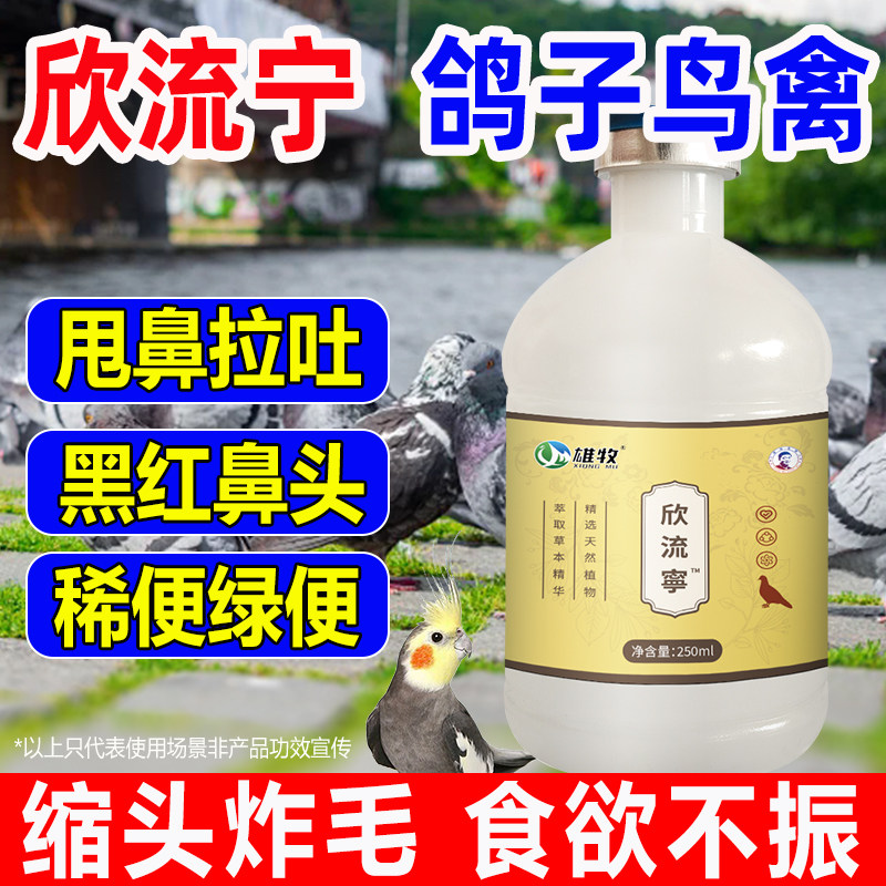 欣流宁鸽子甩拉吐水便绿便赛鸽信鸽气喘红黑鼻头缩头炸毛翅膀下垂