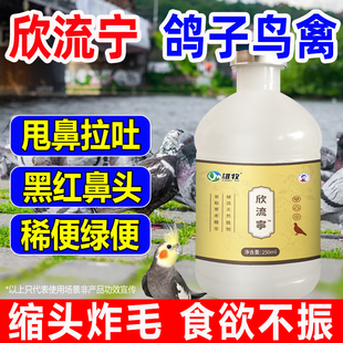 欣流宁鸽子甩拉吐水便绿便赛鸽信鸽气喘红黑鼻头缩头炸毛翅膀下垂