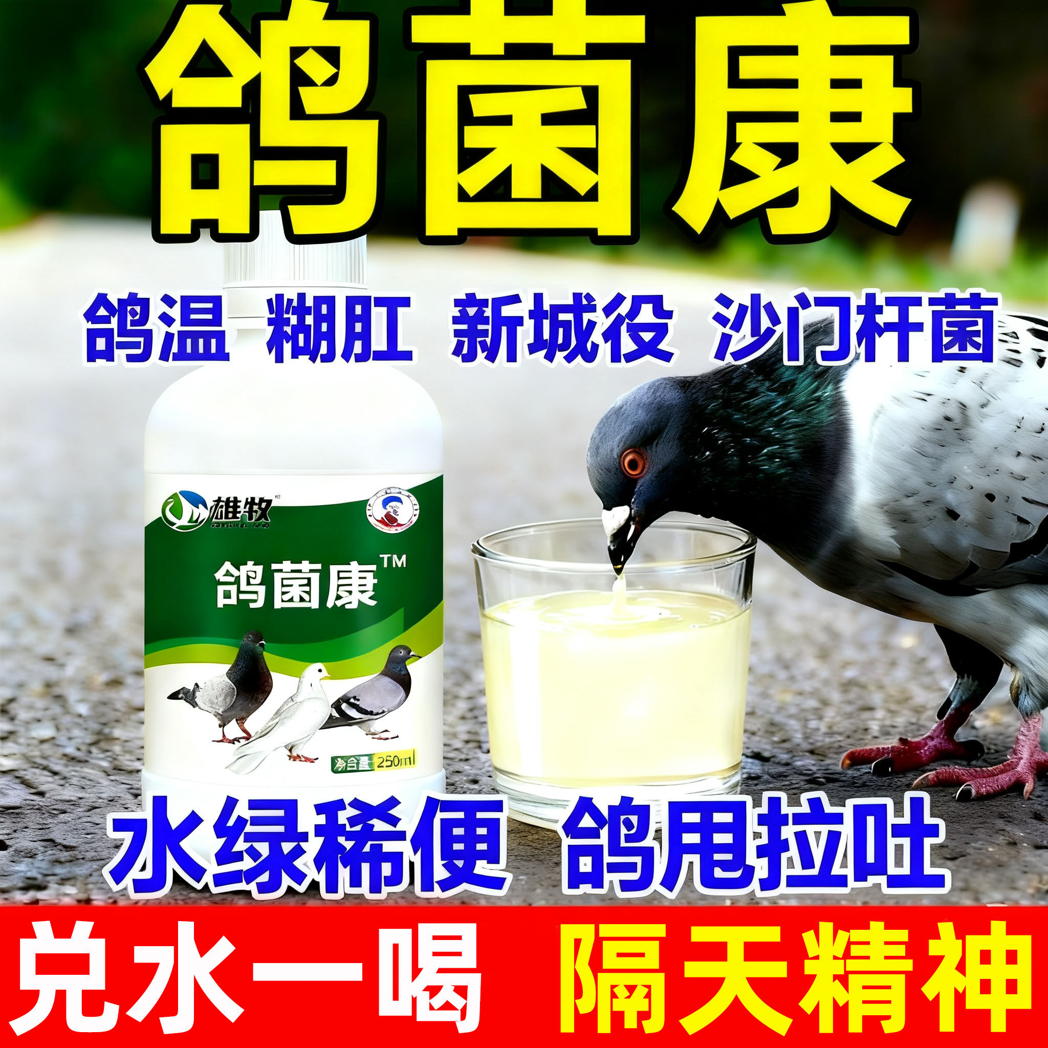 鸽菌康鸽子肉鸽赛鸽沙门氏大肠杆菌甩拉吐水绿稀便糊肛食欲不振