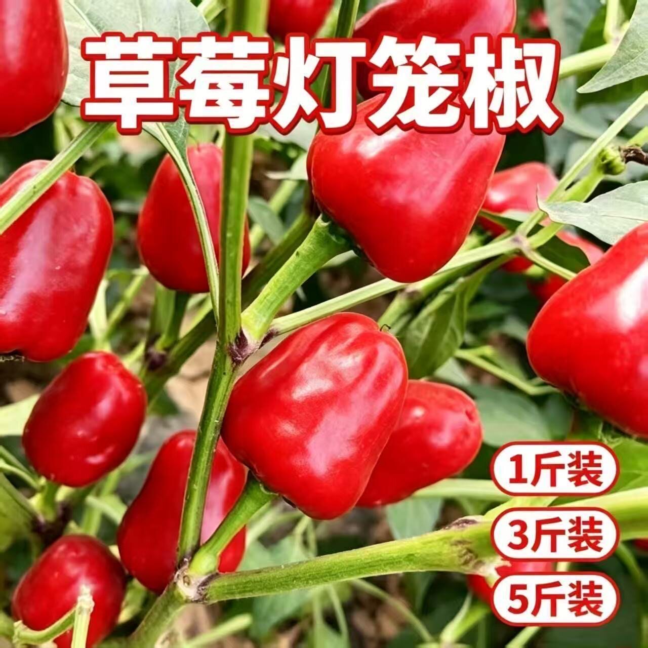 贵州农家红灯笼椒草莓椒