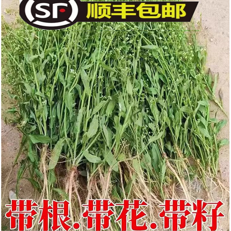 陕西野生新鲜老荠菜干整株带根带花籽月子煮水煮鸡蛋野菜晒干现货